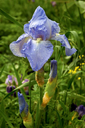 varietal irises of blue color, close up