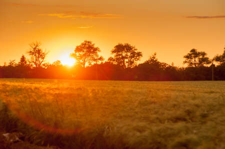 beautiful landscape of cereal field, silhouettes of trees in the light and sunsetの写真素材