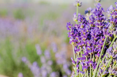 bouquet of lavender on a blurred field background, time of cutting and harvestingの写真素材