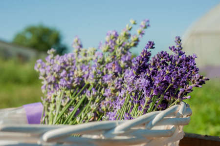sprigs of lavender in a white basket, the season of cutting and harvesting