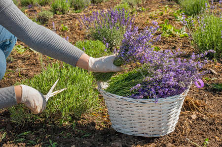 gardener collects in a basket cut lavender inflorescencesの写真素材