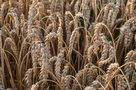 ripening ears of wheat field. Concept of harvest and productive agricultural industry, wheat, rye...