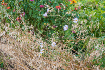 dynamic summer abstraction, grass, beautiful blurの写真素材