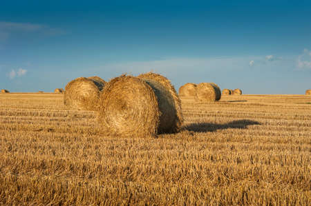 straw in bales roll and stubble in the field, harvesting in agricultureの写真素材