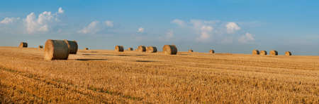 straw in rolls on harvested wheat field against the background of a beautiful sky