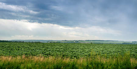 view of young green sunflower field under rain cloudsの写真素材