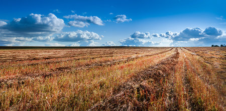 Beautiful agricultural landscape with winding brown rows of mown buckwheat, straw and birches on a...