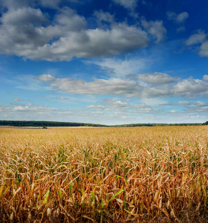 Corn field under beautiful blue sky with clouds, yellow leaves, ripening before harvestの写真素材