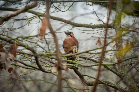 Garrulus glandarius, in autumn forest