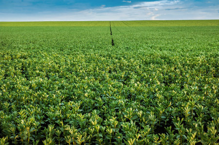 Vicia faba, a field of the legume family, focus on the front of the field the flowering plant
