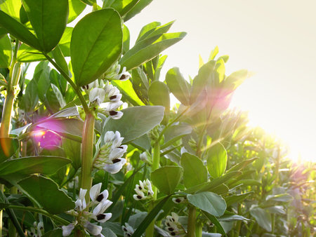 Blooming white flowers close-up of Vicia faba bean with beautiful lightの写真素材