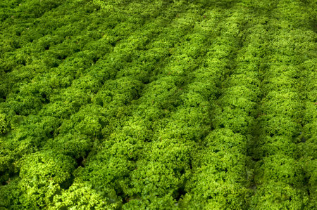 Industrial greenhouses with lettuce, rows and lines of lettuce leavesの写真素材