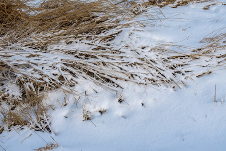 Snow-covered dry plants are covered with snow in the winter, after a blizzard in the winter seasonの写真素材