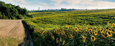 sunflower field on the hills, lines of rows of yellow flowersの写真素材