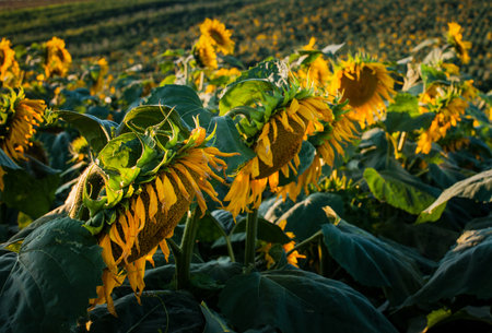 Wilted sunflowers ripen, withered petals, light at sunsetの写真素材