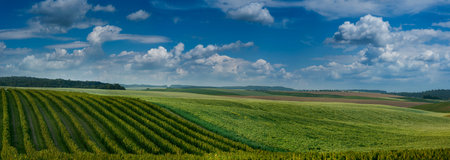 Panoramic Agricultural scenery of on blackcurrant and other color fields and blue sky. Rural landscape view of fruit plantations.の写真素材