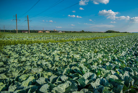 cabbage, agriculture landscape with beautiful blue skyの写真素材