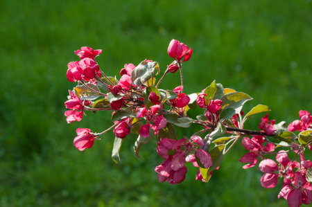 a close-up blossom of the Nedzvetskyi apple tree on a background of grassの写真素材