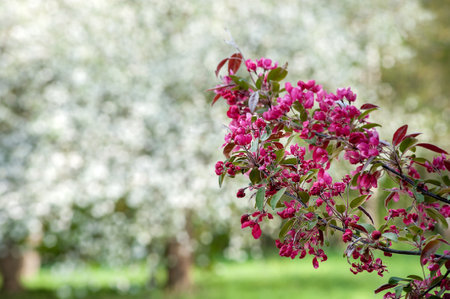 a branch of the Nedzvetskyi apple tree on a background of white flowers close-up in the parkの写真素材