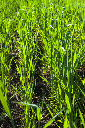 green wheat sprouts that have recently grown and started to grow, the spring season