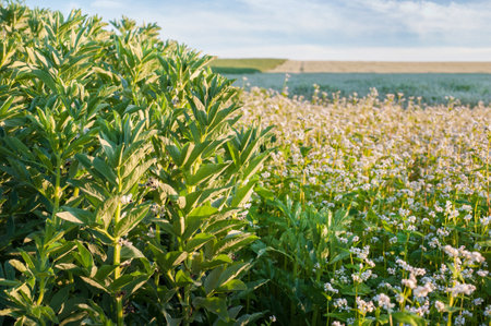 at thr front of photo is a green beans, the other part with flowering buckwheatの写真素材