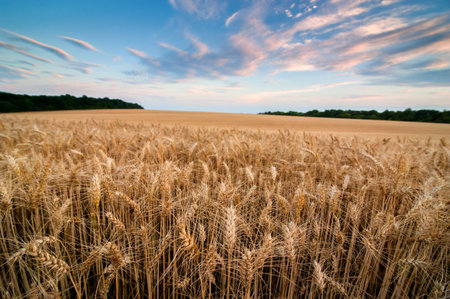 A golden wheat field of ripe ears in the evening sun and sky with cloudsの写真素材