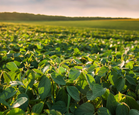 Close up of green soybean plants leaves growing in a soybean field under evening skyの写真素材
