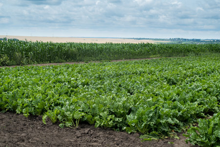 beet field, fresh green leaves and corn field