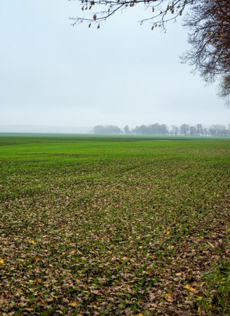 autumn, winter wheat, landscape with fog, yellow leaves on the grass