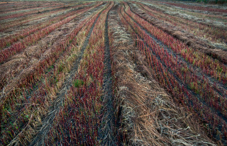 colored stripes left by harvesters form geometric lines from the stubble of a buckwheat fieldの写真素材