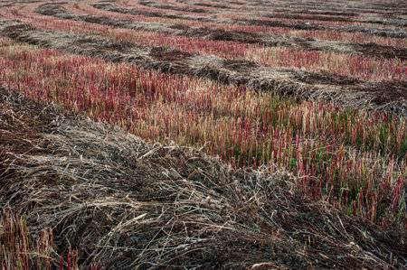 buckwheat field after harvesting, mown red stubble.の写真素材