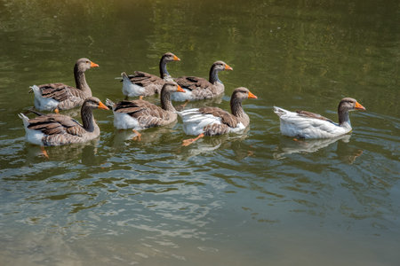 photo of white and grey geese swimming on the lakeの写真素材