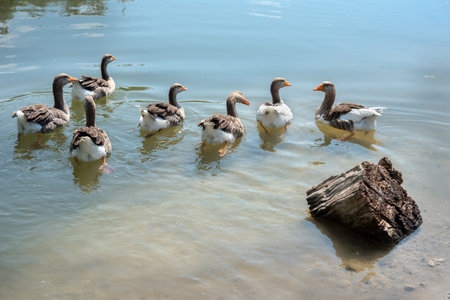 photo of white geese swimming on the lakeの写真素材