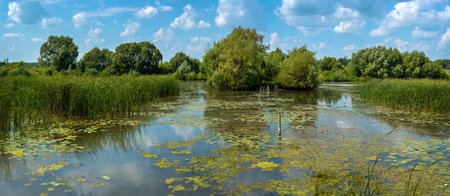 A pond surrounded by reeds and thickets, water lily leaves on the waterの写真素材