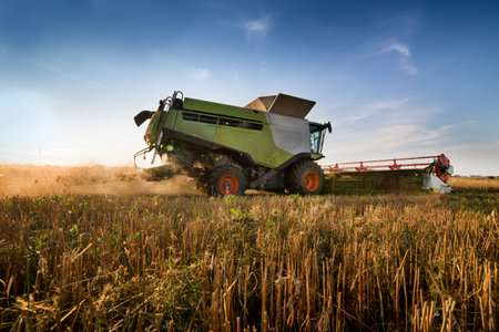 combine harvester working in a grain field under blue skyの写真素材