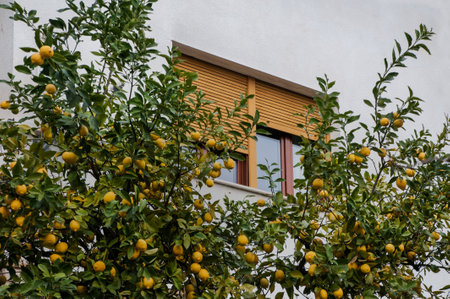 Lemon growing naturally on a lemon tree in a garden with a window background with yellow shutters. Home gardening, Italyの写真素材