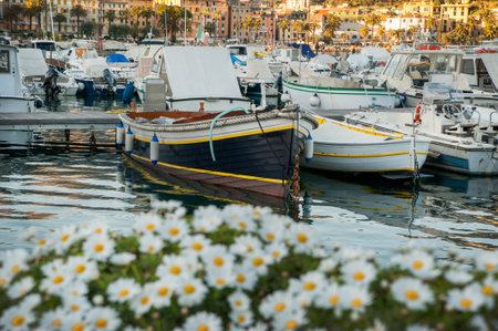 old town and beautiful boats at port and daisies in the foreground of Santa Margherita Ligure, Italyの写真素材