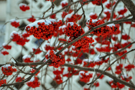 Background with bright red berries of mountain ash under snowの写真素材