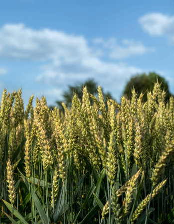Green wheat field on a sunny summer day. Ears of corn close-up. Agricultural industryの写真素材