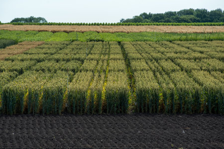 field plots, sectors of cereal species, with signposts on plowed landの写真素材