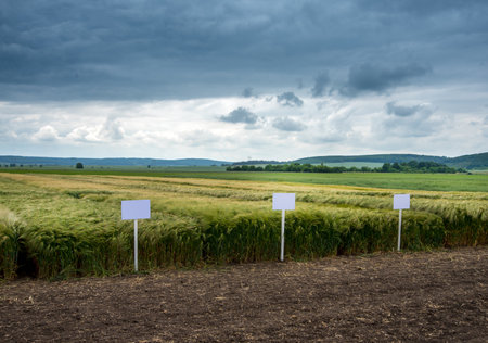green field and a sky with a cloud before a thunderstorm, varieties on demo plots