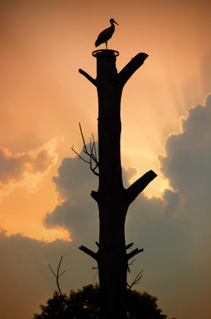 White stork's nest on a tall tree trunk, dramatic silhouette at sunsetの写真素材