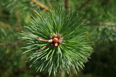 young fresh pine cones in spring. pine needles, blurred background, close-up