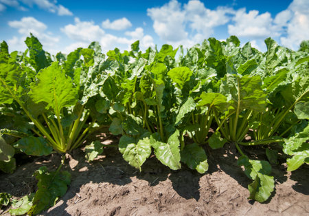 sugar beet close-up, root and leaves at sun day at field
