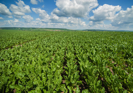 green shiny leaves in sugar beet in rows at field, beautiful blue sky with clouds