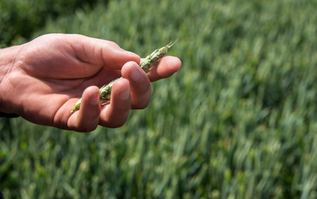 Close-up of an agronomist's hand holding a green ear of cereal