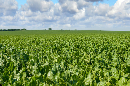 fresh sugar beet, focus on leaves, sky with clouds in the backgroundの写真素材