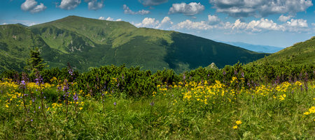 panorama of mountain herbs and purple, yellow flowers at summertime at Chornohirskyi ridge,...