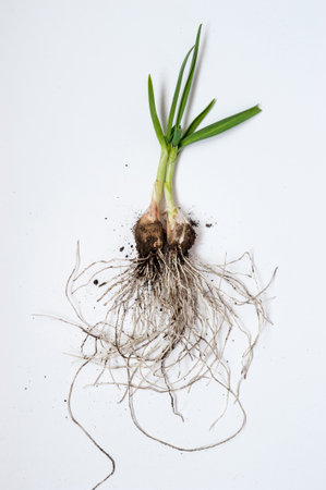 Fresh green leeks with rhizome and soil on a white background
