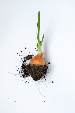Fresh green leeks with rhizome and soil on a white backgroundの写真素材